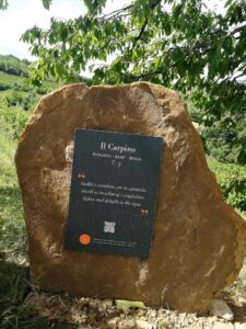 Il Carpino