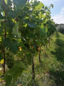 Il Carpino