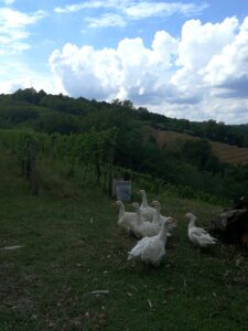 Il Carpino