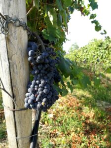 Filò delle Vigne