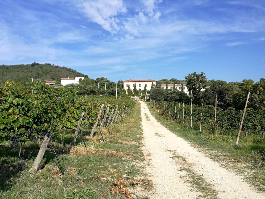 Filò delle Vigne