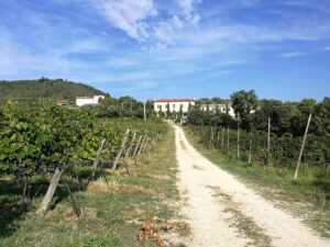 Filò delle Vigne