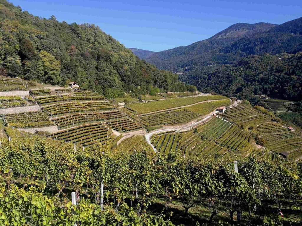 Wine Trekking Gourmet