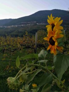 Barone a Prato