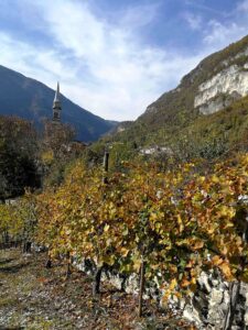 Cantina Vieceli