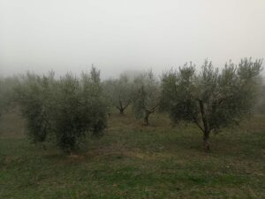 Romanelli