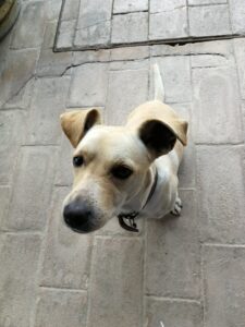 Romanelli