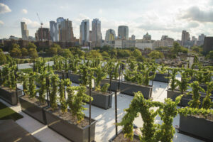 Urban Vineyards Association