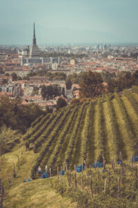 Urban Vineyards Association