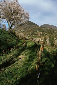 Colli Euganei